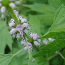 images/productimages/small/LEONURUS CARDIACA (MORTHERWORT) 20 SEEDS.png